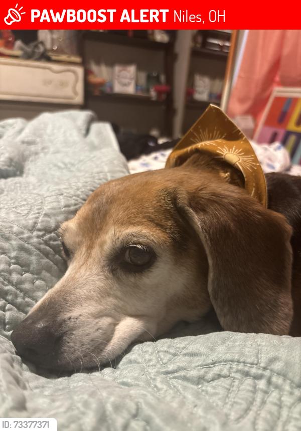 Lost Female Dog last seen South side of Niles by 5th St, Niles, OH 44446
