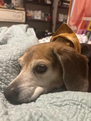Lost Female Dog last seen South side of Niles by 5th St, Niles, OH 44446