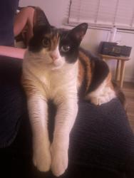 Lost Female Cat last seen La Paz and Vallerio corner, Ojai, CA 93023