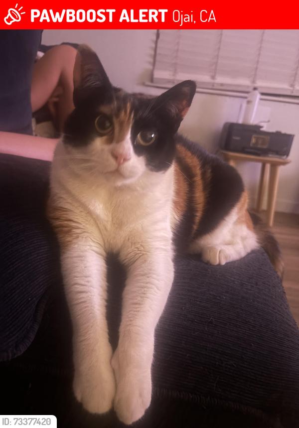 Lost Female Cat last seen La Paz and Vallerio corner, Ojai, CA 93023