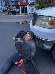 Reunited Male Dog last seen North Going Street and N Concord, Portland, OR 97203