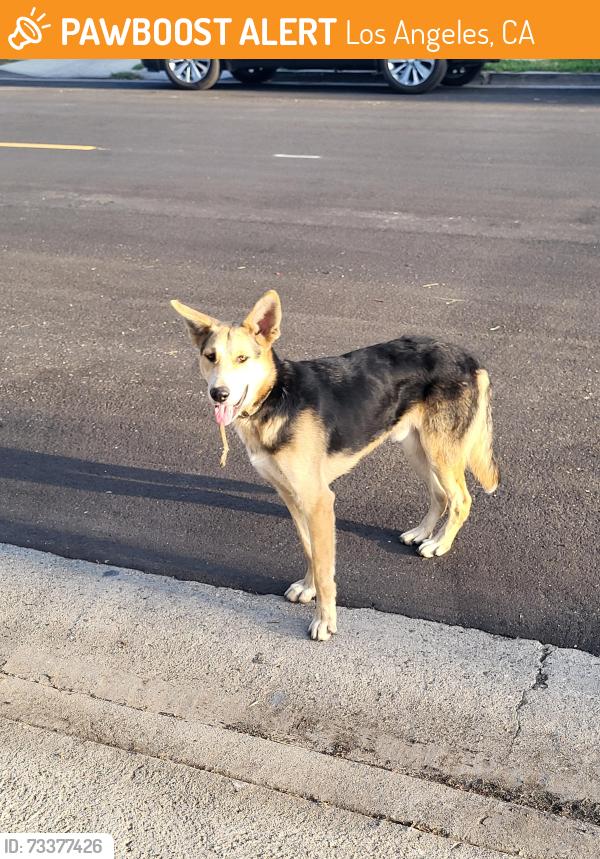 Found/Stray Male Dog last seen Main St and 97th St, Los Angeles, CA 90003