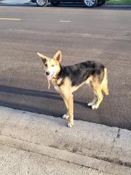 Found/Stray Male Dog last seen Main St and 97th St, Los Angeles, CA 90003