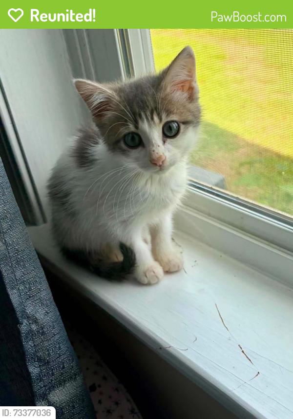 Reunited Female Cat last seen Inside the hse, possible she ran out., Louisville, TN 37777