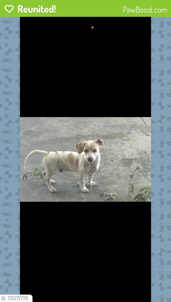 Reunited Male Dog last seen Near Almeria Ave, Fontana, CA 92336, USA, Fontana, CA 92336