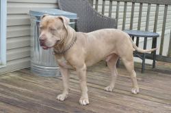 Lost Male Dog last seen Vicari Rd. and HWY 1054, Tangipahoa Parish, LA 70443