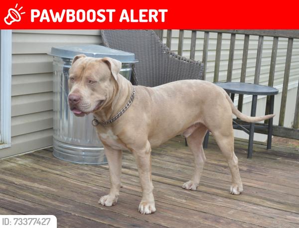 Lost Male Dog last seen Vicari Rd. and HWY 1054, Tangipahoa Parish, LA 70443