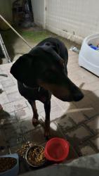 Reunited Female Dog last seen Philadelphia Park pomona ca, Pomona, CA 91766