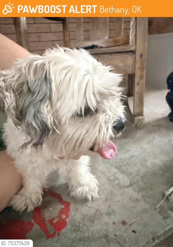 Found/Stray Female Dog last seen 50th and Rockwell, Bethany, OK 73008