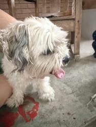 Found/Stray Female Dog last seen 50th and Rockwell, Bethany, OK 73008