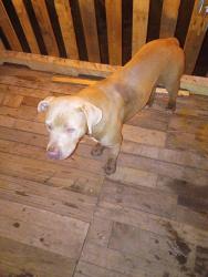 Found/Stray Male Dog last seen Canal Street, Cedartown, GA 30125