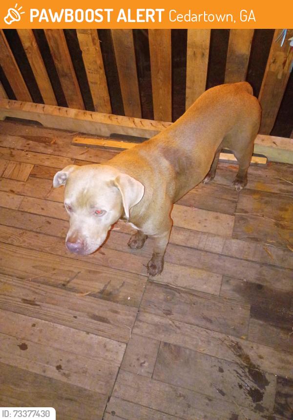 Found/Stray Male Dog last seen Canal Street, Cedartown, GA 30125