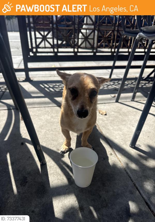 Found/Stray Male Dog last seen Johnnys west Adams, Los Angeles, CA 90018