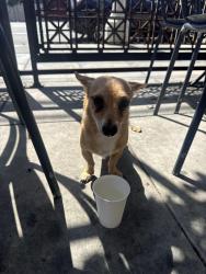 Found/Stray Male Dog last seen Johnnys west Adams, Los Angeles, CA 90018