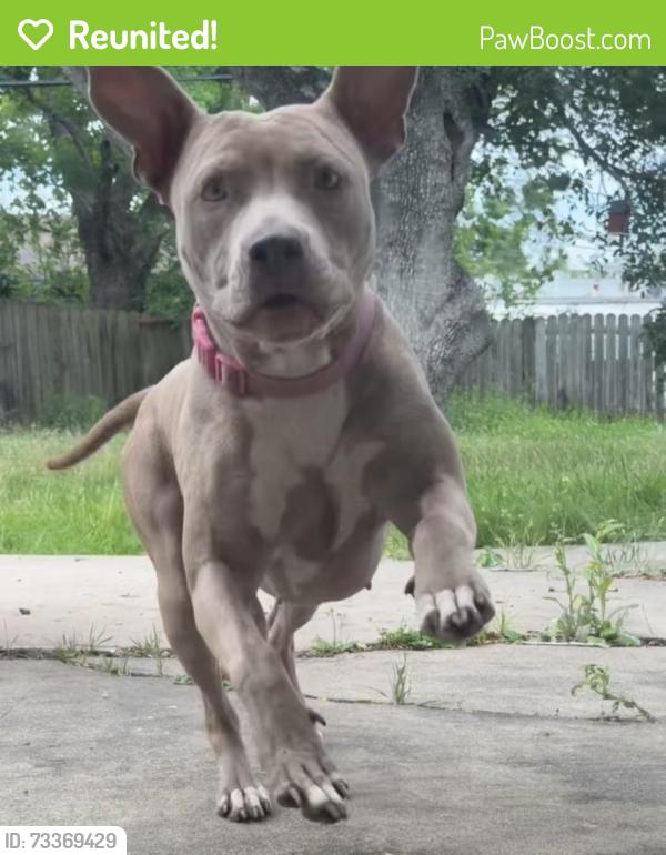 Reunited Female Dog last seen Home run gas station, Houston, TX 77061