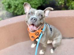 Shelter Stray Male Dog last seen Near W 35th Street, NEW YORK, NY, 10001, 326 E 110th St, New York, NY 10029, USA