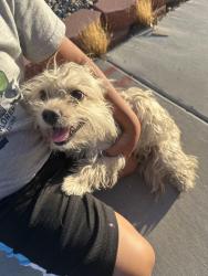 Found/Stray Male Dog last seen Washington and eastern, Las Vegas, NV 89101