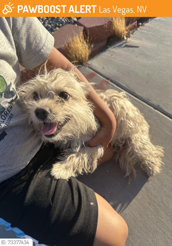 Found/Stray Male Dog last seen Washington and eastern, Las Vegas, NV 89101