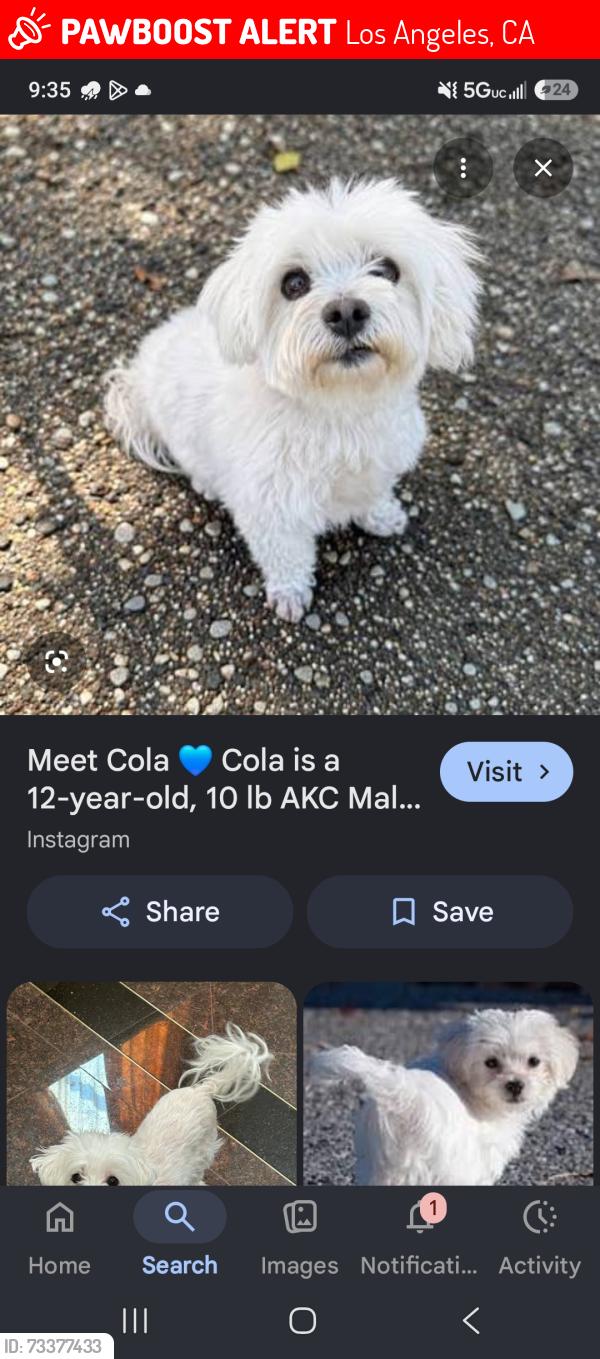 Lost Male Dog last seen 41st and central, Los Angeles, CA 90011