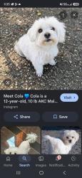 Lost Male Dog last seen 41st and central, Los Angeles, CA 90011