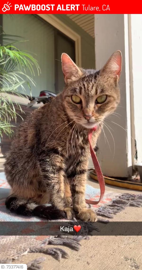 Lost Female Cat last seen Cape Canyon Ave & Descanso Bay Ct, Tulare, CA 93274