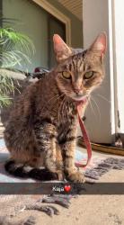 Lost Female Cat last seen Cape Canyon Ave & Descanso Bay Ct, Tulare, CA 93274