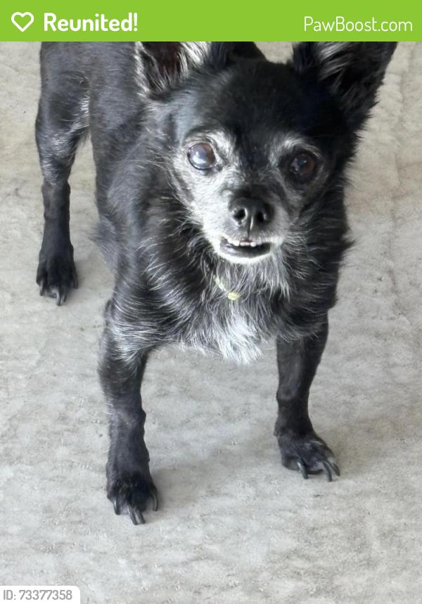 Reunited Male Dog last seen Near 94th Ct., Oak Lawn, IL 60453