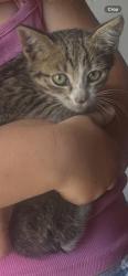 Found/Stray Male Cat last seen Blue st, Marysville, CA 95901