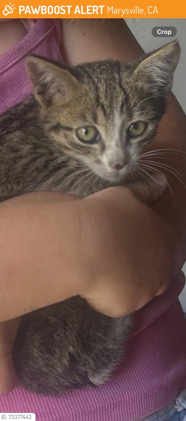 Found/Stray Male Cat last seen Blue st, Marysville, CA 95901