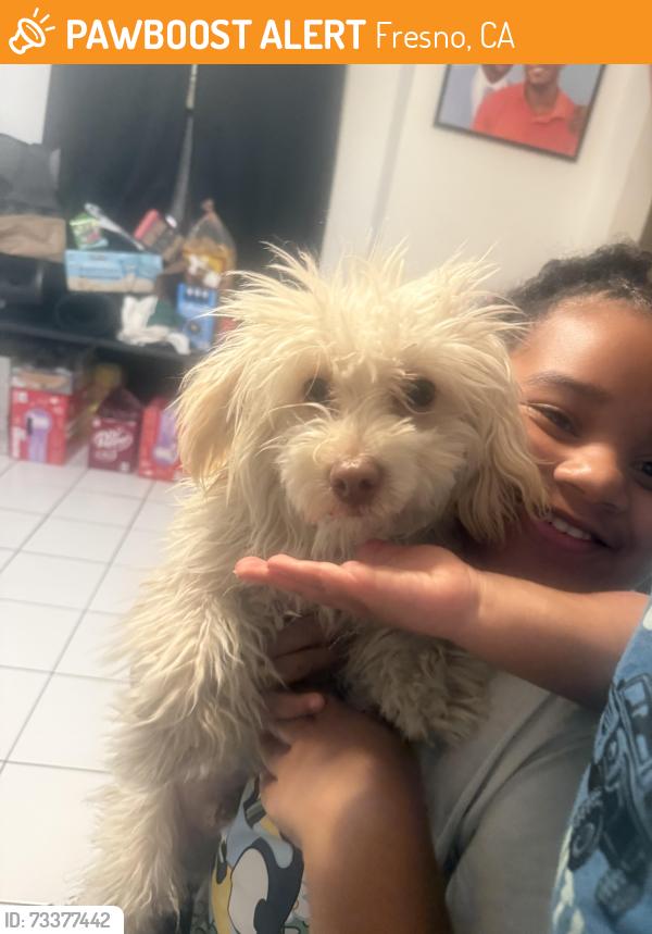 Found/Stray Male Dog last seen MLK and maple street, Fresno, CA 93722