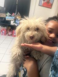 Found/Stray Male Dog last seen MLK and maple street, Fresno, CA 93722