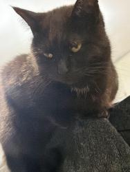 Lost Female Cat last seen Highway 66 and weld County Road 1, Longmont, CO 80501