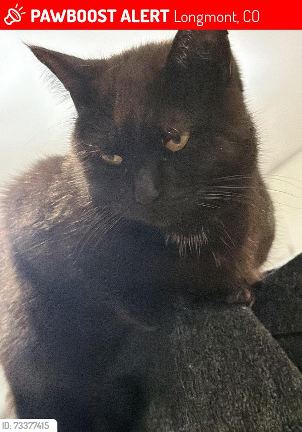 Lost Female Cat last seen Highway 66 and weld County Road 1, Longmont, CO 80501