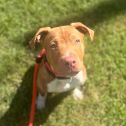 Shelter Stray Male Dog last seen , Animal Care & Control Team of Philly, 111 W Hunting Park Ave, Philadelphia, PA 19140, USA