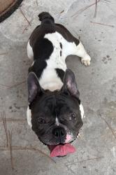 Reunited Female Dog last seen Hidden Pines, Houston, TX 77339