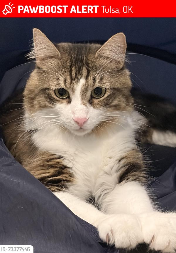 Lost Male Cat last seen 41st and Mingo is the nearest main road, Tulsa, OK 74145