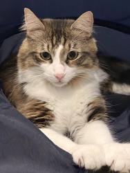Lost Male Cat last seen 41st and Mingo is the nearest main road, Tulsa, OK 74145