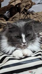 Lost Female Cat last seen Junewood Lane / Auburn Folsom rd, Loomis, CA 95650