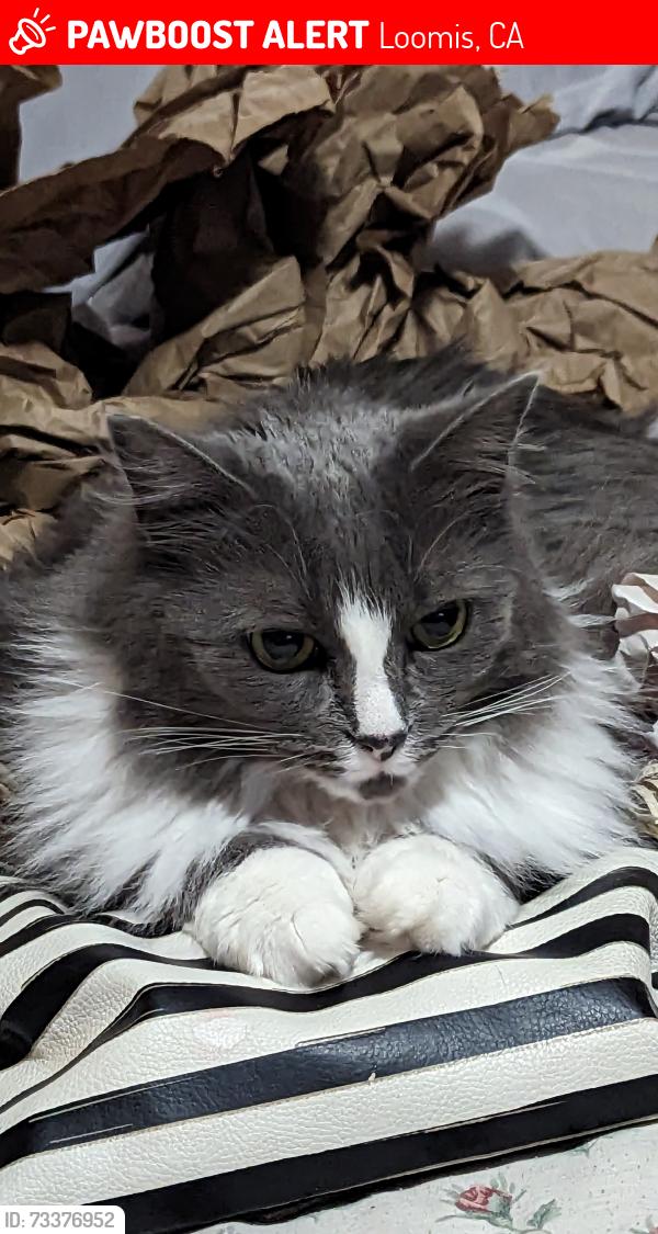Lost Female Cat last seen Junewood Lane / Auburn Folsom rd, Loomis, CA 95650