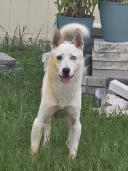 Found/Stray Male Dog last seen Summit view pool, Dade City, FL 33525