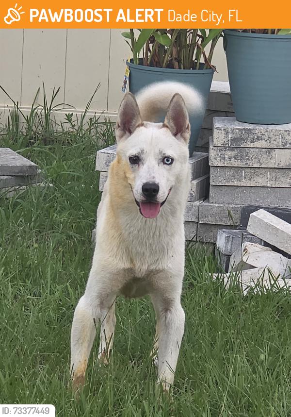 Found/Stray Male Dog last seen Summit view pool, Dade City, FL 33525