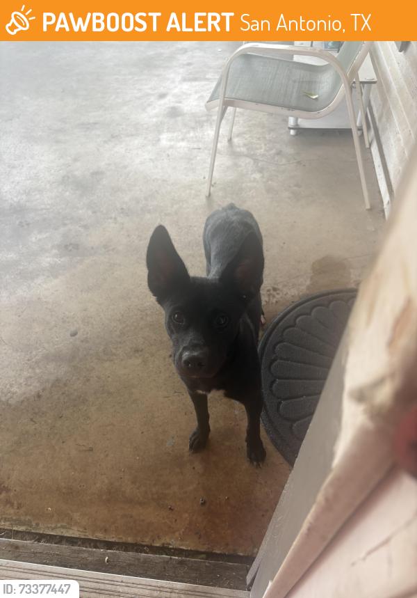 Found/Stray Unknown Dog last seen Lamar st, San Antonio, TX 78202