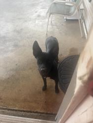 Found/Stray Unknown Dog last seen Lamar st, San Antonio, TX 78202