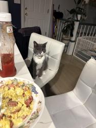 Reunited Female Cat last seen woodedge, Waterbury, CT 06706