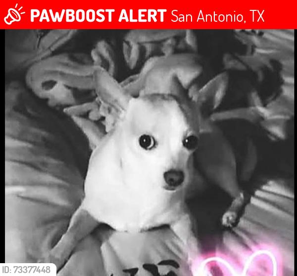 Lost Female Dog last seen Near Fredericksburg apt 1512, San Antonio, TX 78229