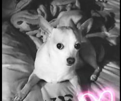 Lost Female Dog last seen Near Fredericksburg apt 1512, San Antonio, TX 78229