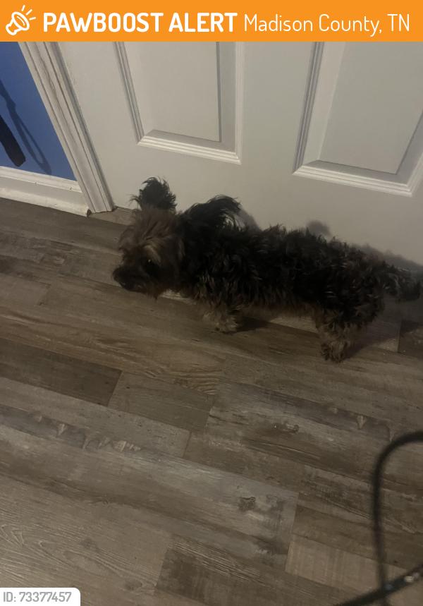Found/Stray Male Dog last seen Bald Eagle Run Oakfield arm, Madison County, TN 38362