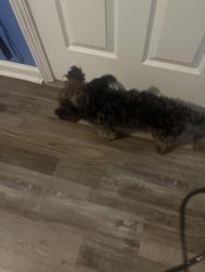 Found/Stray Male Dog last seen Bald Eagle Run Oakfield arm, Madison County, TN 38362