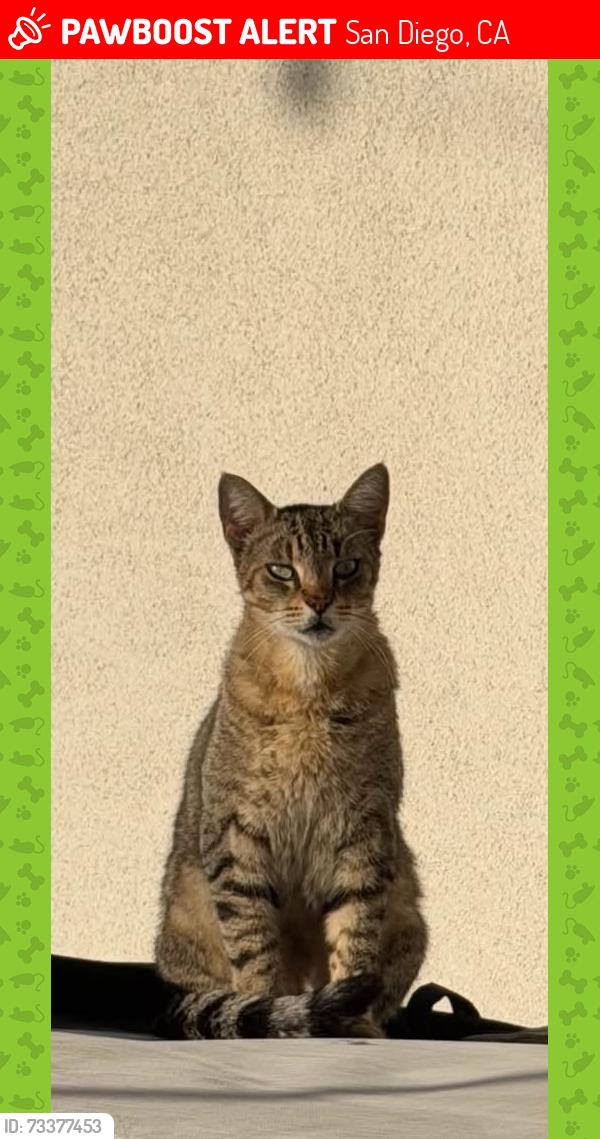 Lost Male Cat last seen Ebers street, San Diego, CA 92107