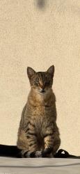 Lost Male Cat last seen Ebers street, San Diego, CA 92107
